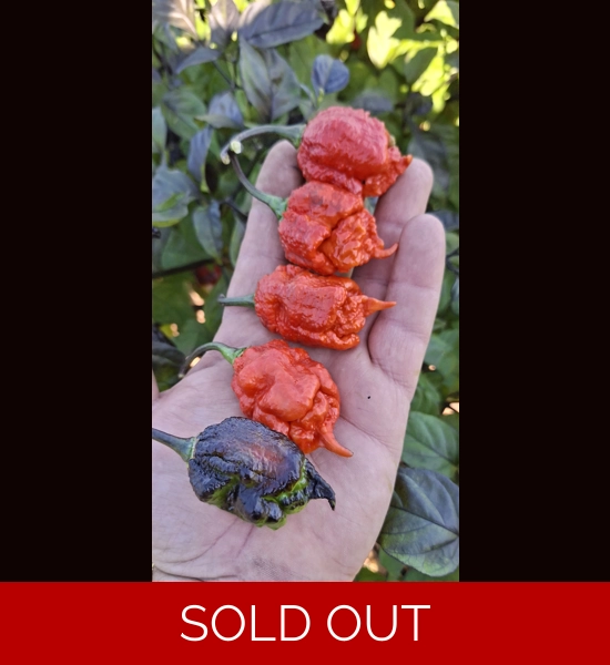 BBM X POCKMARK Red (f5) -> (f6)  (10+seeds)